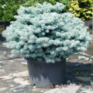 Ель колючая Глаука Глобоза